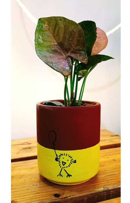 Happy Chick : Syngonium Blush (Arrow head miniature) in hand painted Terracotta Pot