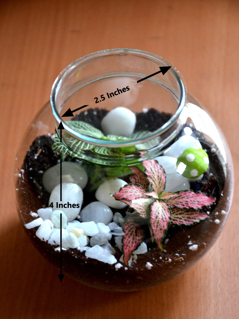 Round Colored Terrarium