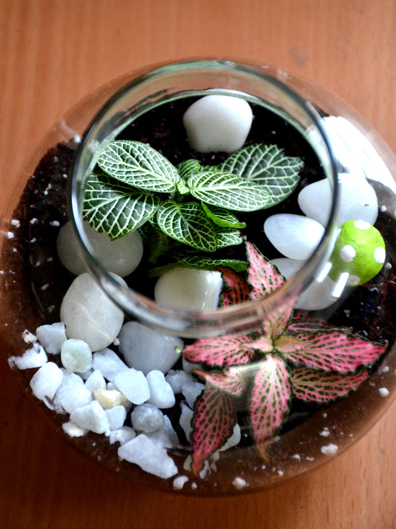 Round Colored Terrarium