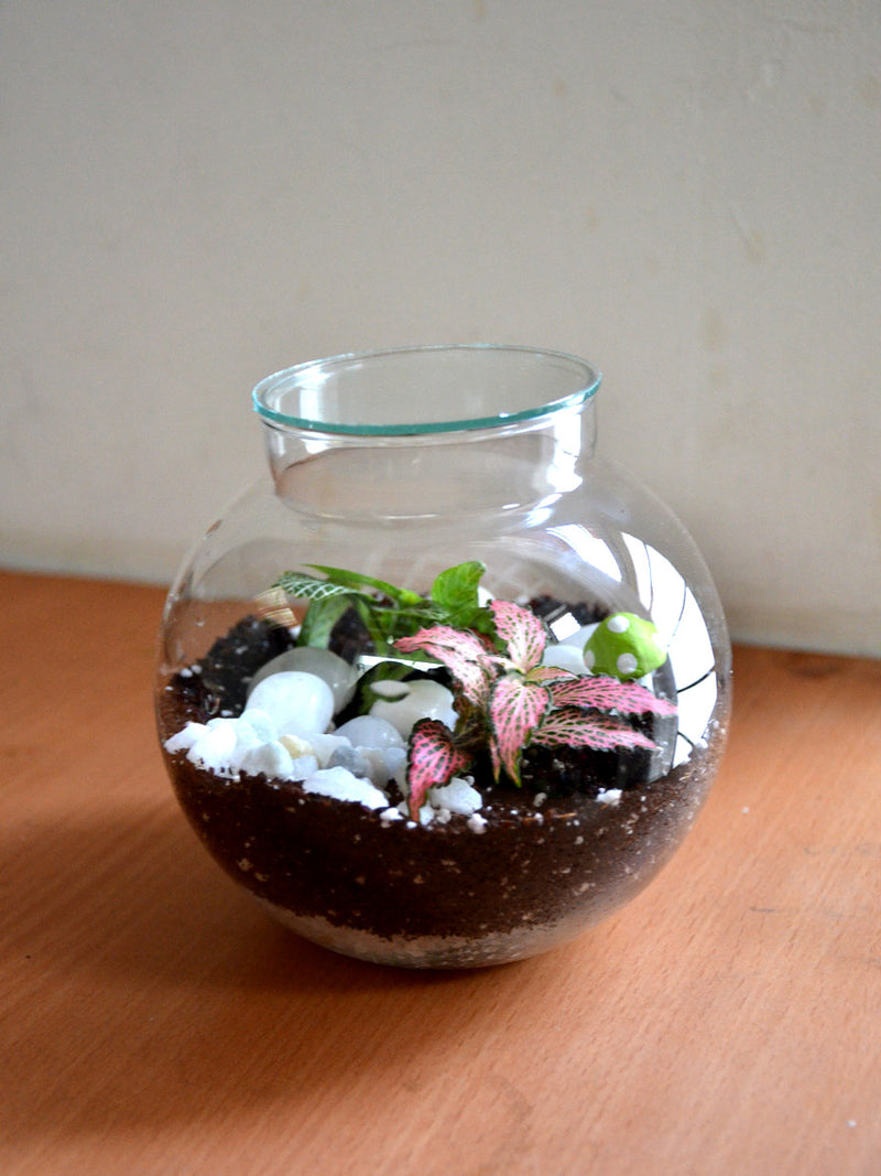 Round Colored Terrarium