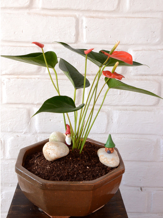 anthurium in terracotta Red Flamingo Flower in Ceramic Pot — Mudfingers