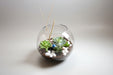 A spherical succulent terrarium with various small green plants, white pebbles, and a visible glass container placed on a wooden surface.