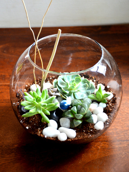 sphere succulent plants Sphere Succulent Terrarium (8 Inches) — Mudfingers