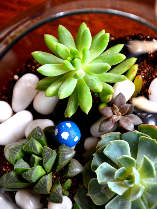 sphere succulent plants Sphere Succulent Terrarium (8 Inches) — Mudfingers
