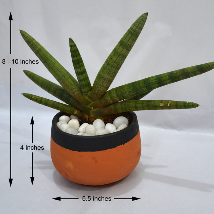 sansevieria starfish plant Starfish Sansevieria — Mudfingers