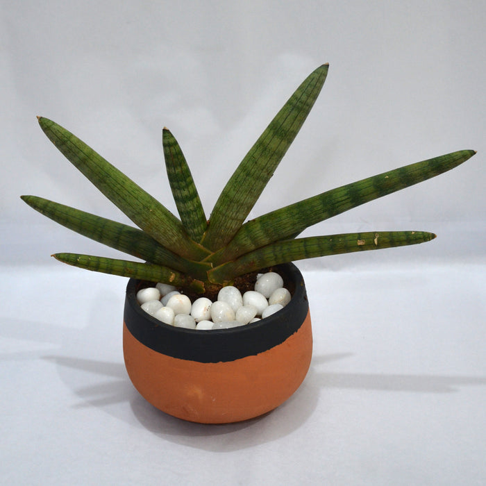 starfish snake plant propagation Starfish Sansevieria — Mudfingers