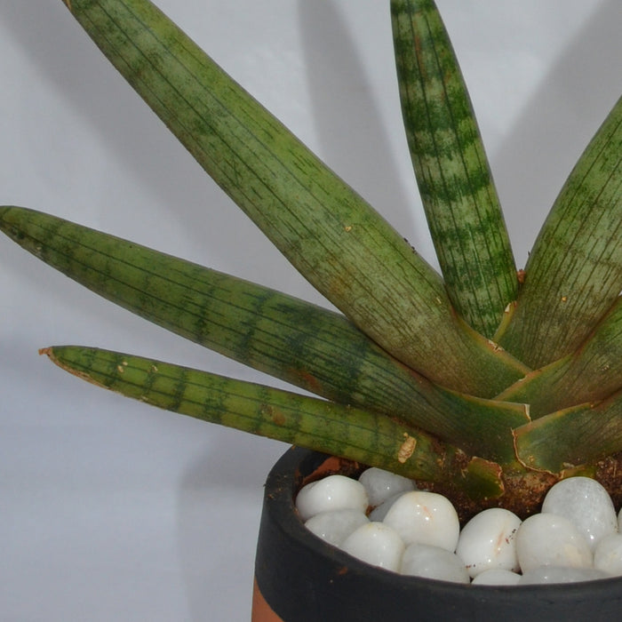 starfish sansevieria pups Starfish Sansevieria — Mudfingers