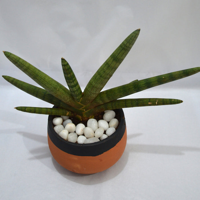 starfish sansevieria Starfish Sansevieria — Mudfingers