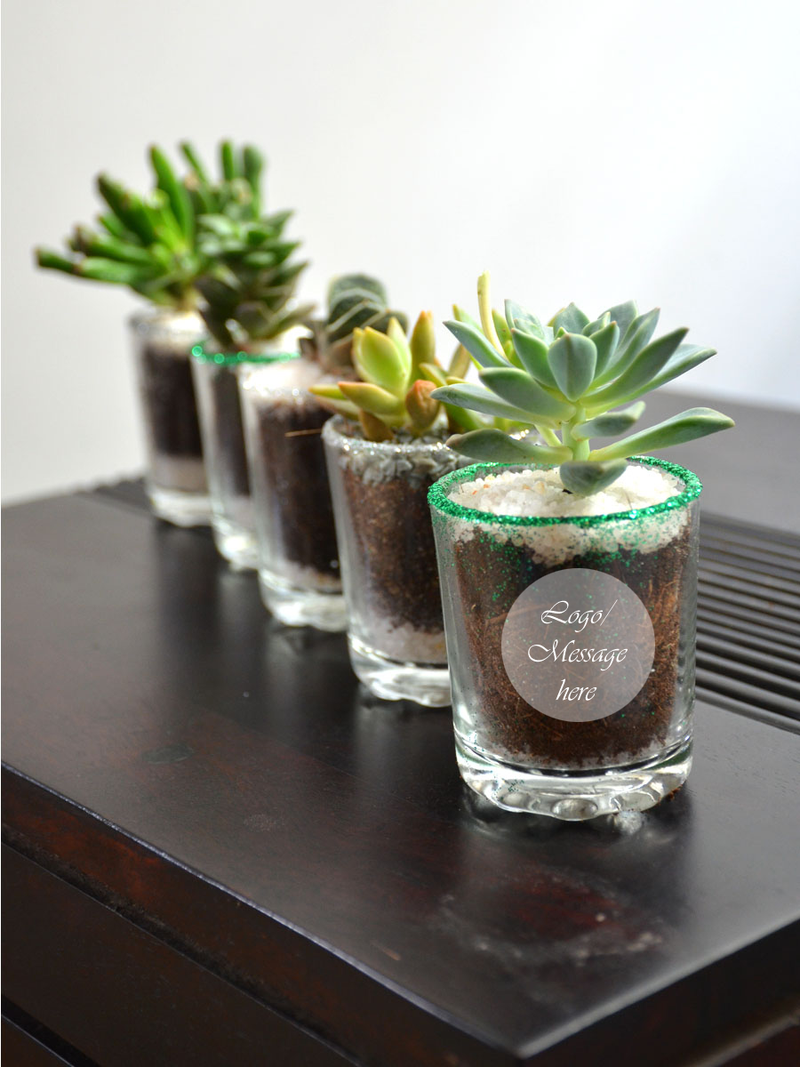 Succulents in Glittering Shot Glass (Pack of 25)