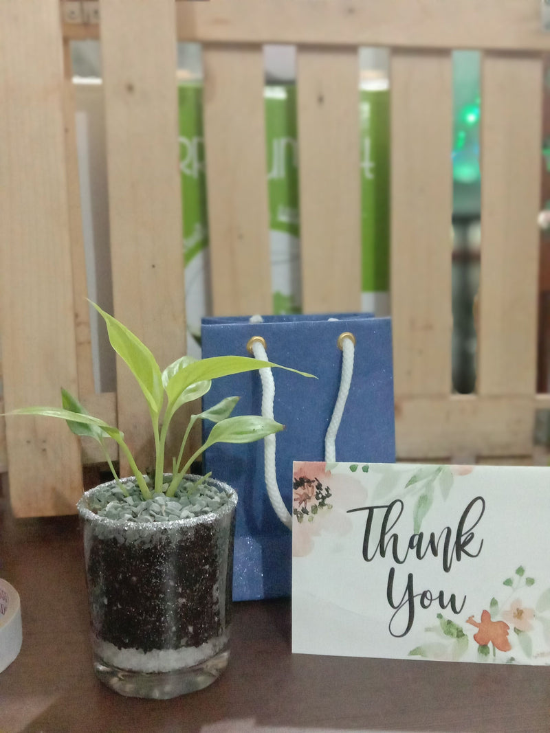 Succulents in Glittering Shot Glass (Pack of 25)