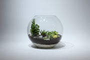 An aesthetically arrangement of succulents in a flat round bowl