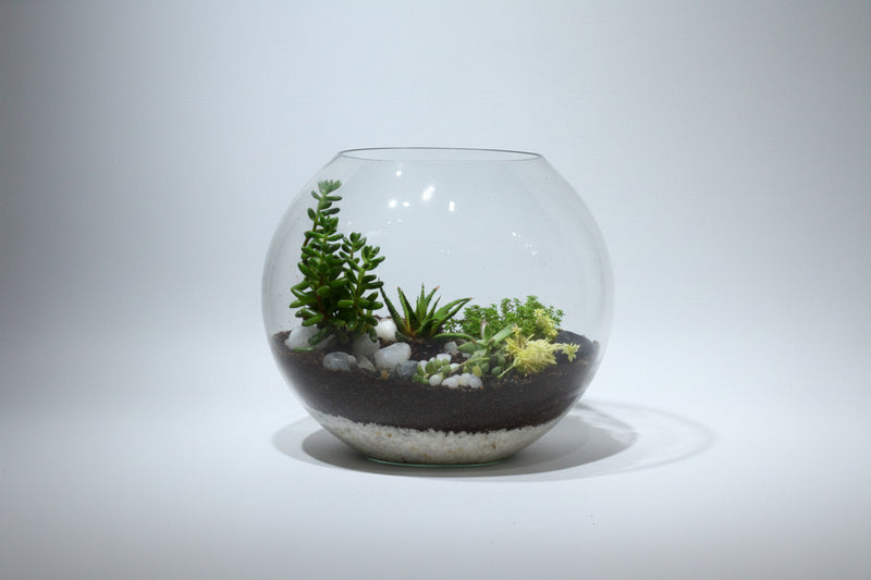 An aesthetically arrangement of succulents in a flat round bowl