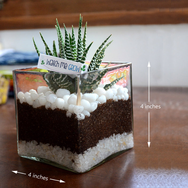 Cube Shaped Terrarium Glass Bowl