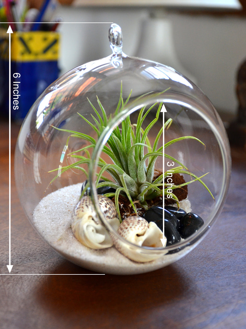 Hanging Terrarium Round Glass Bowl