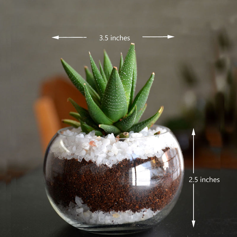 Round Mini Glass Bowl (Without Neck Border)