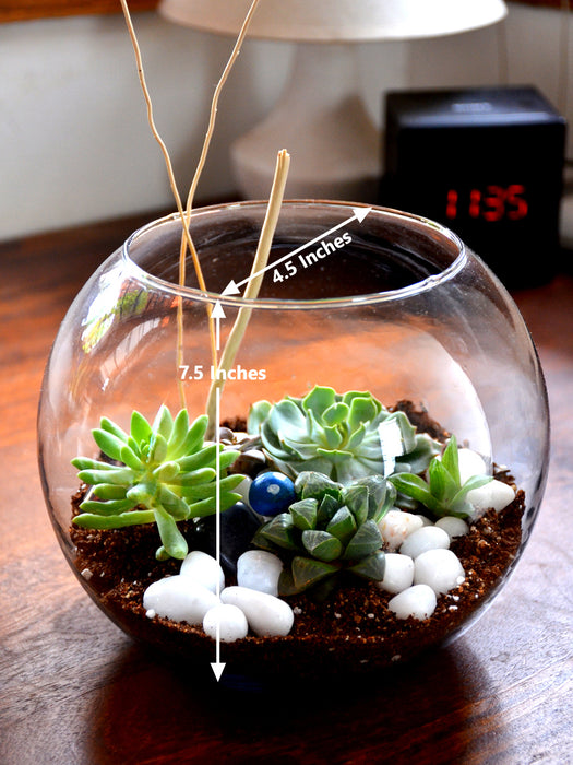plant terrarium glass bowl Round Terrarium Glass Bowl (Without Neck Border) — Mudfingers