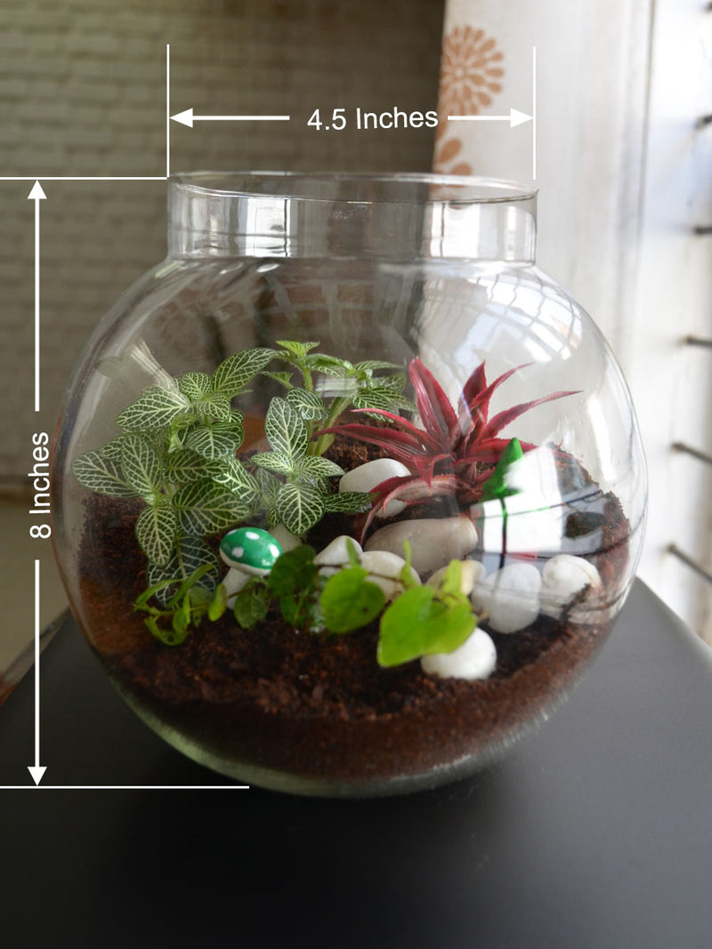 Round Terrarium Glass Bowl (With Neck)