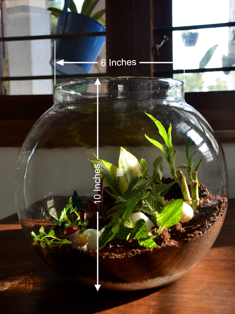 Round Terrarium Glass Bowl (With Neck)