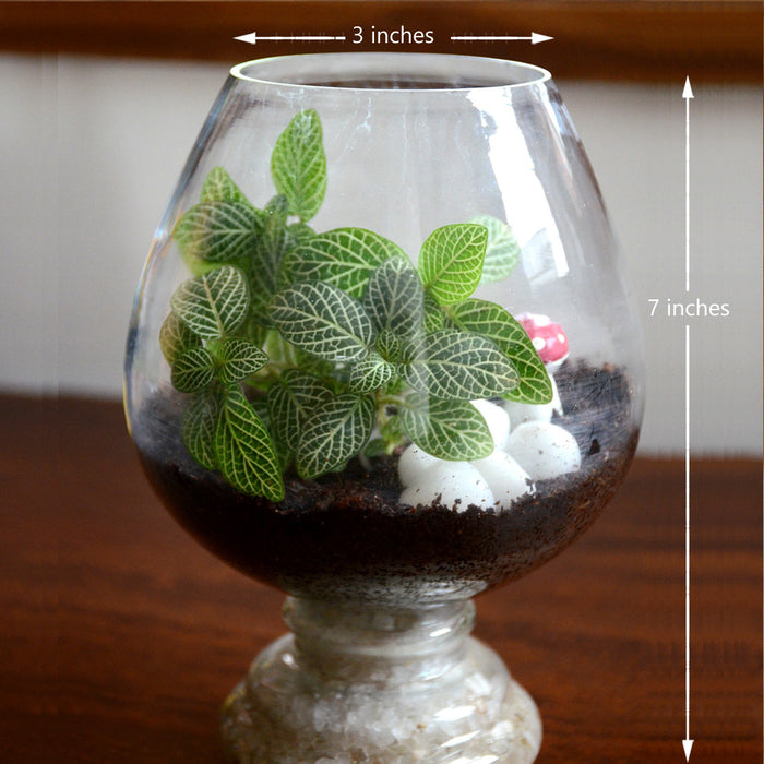 Wine Goblet Terrarium Glass Bowl