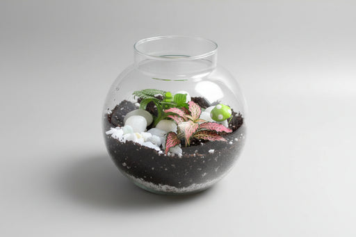 4 INCH BOWL HAVING 2 humidity loving Fittonia plants