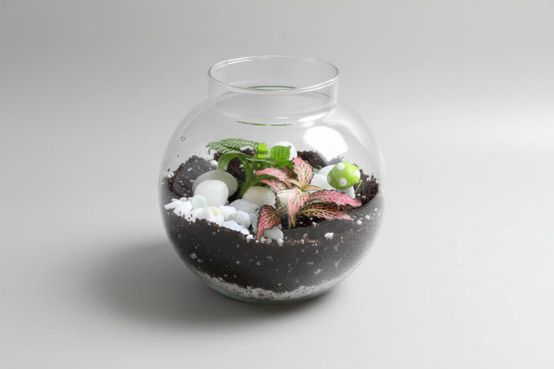 4 INCH BOWL HAVING 2 humidity loving Fittonia plants