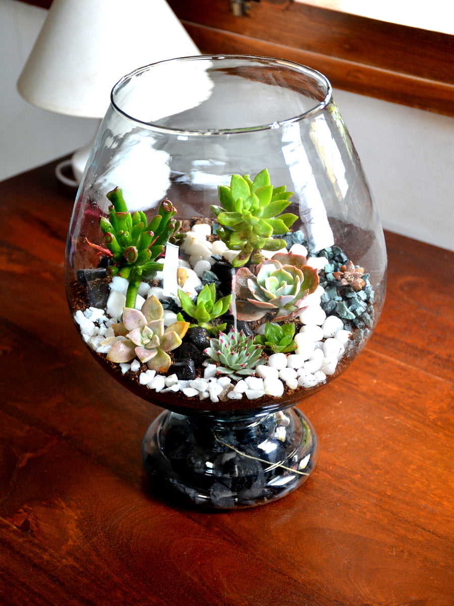 12 inch Wine Goblet Open Terrarium