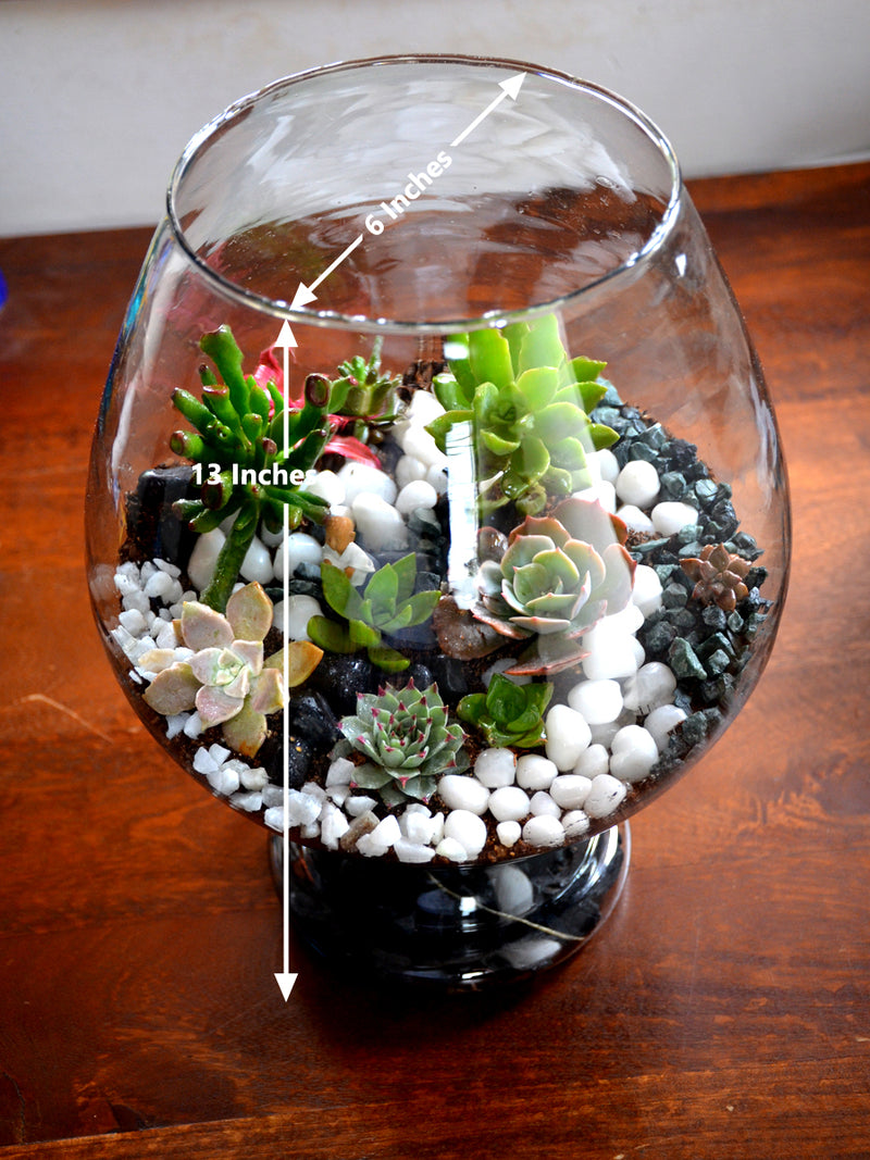 Wine Goblet Terrarium (12 Inches)