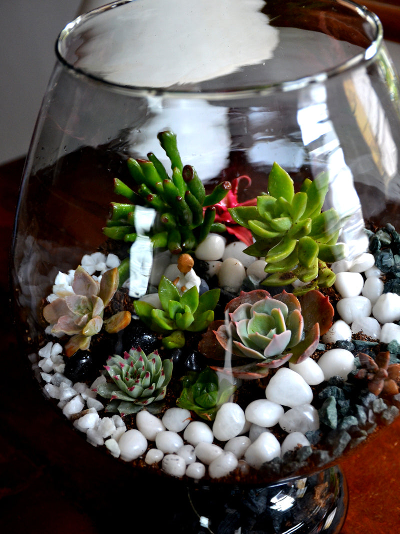 Wine Goblet Terrarium (12 Inches)