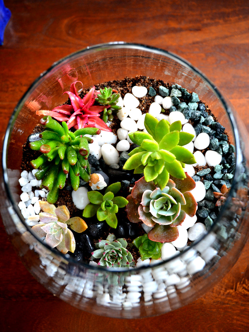 Wine Goblet Terrarium (12 Inches)