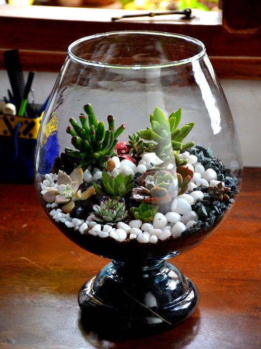 Wine Goblet Terrarium (12 Inches)