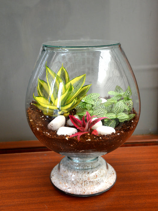 closed terrarium succulents Wine Goblet Closed Terrarium (10 Inches) — Mudfingers