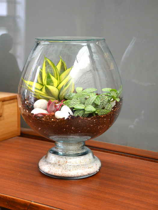 succulent wine glass Wine Goblet Closed Terrarium (10 Inches) — Mudfingers