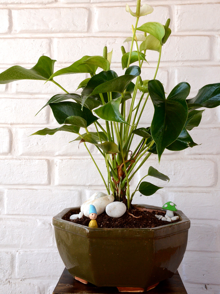 anthurium white flamingo flower White Flamingo Flower in Ceramic Pot — Mudfingers