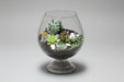 A 10-inch tall open wine goblet-shaped terrarium filled with various small succulents and stones, placed on a table.