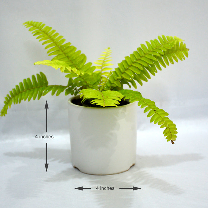 fern plant in pot Boston Fern in white Ceramic Pot — Mudfingers